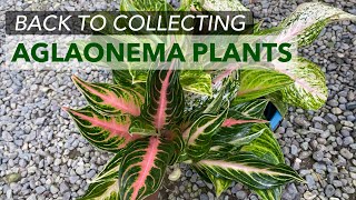 First Aglaonema Plant Haul for 2024