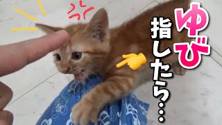 【激おこ】👉指差されて怒り狂う子猫がこちら【保護猫茶トラ子猫】