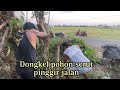 Berburu pohon serut di pinggir jalan