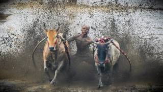 TRAVEL | INDONESIA | STUNNING BULL RACE PACU JAWI | CULTURE | FESTIVAL BALAP SAPI | PADANG