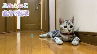 ふたとねこ。全力でペットボトルのフタと遊ぶねこ。