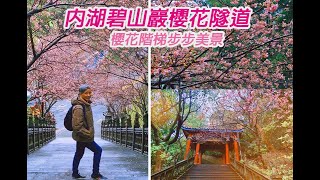 敬老卡坐捷運｜內湖碧山巖賞櫻：櫻花階梯隧道步步美景，廟前景觀台美到讚嘆！