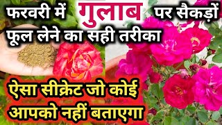 फरवरी में गुलाब को दें ये सिक्रेट फर्टिलाइजर.Roso plant growing tips.Best fertilizer for rose plant.