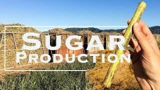 Sugar production Queensland - How Sugar Cane is converted into raw sugar