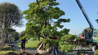 [古美樹.庭園造景] 年底旺季，感謝每位老闆們，大家生意興隆！