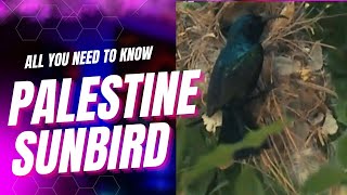 Palestine sunbird facts 🦜 Found in parts of the Middle East and sub-Saharan Africa