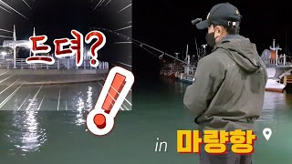 [한낚TV] 드뎌 첫 갑이를 봅니다!  마량항 징크스 깨다. #갑오징어 낚시#워킹갑오징어#마량항 갑오징어#전남 강진#갑오징어 채비#직결채비#갑오징어포인트#가을 갑오징어#가을이오면