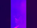 Post Malone - Psycho Live from the Hollywood Bowl