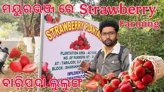 ବାରିପଦା ରେ STRAWBERRY ଚାଷ strawberry plantation in mayurbhanj lilung Baripada strawberry farm