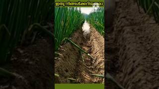 ഇതു നിങ്ങൾക്കറിയാമോ 😳😳#shortsfeed #facts #shortvideos #subscribe #viralvideos #shorts #viralshort