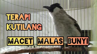 TERAPI KUTILANG PAUD / BAHAN || Burung Macet Bisu Malas Bunyi AUTO GACOR .