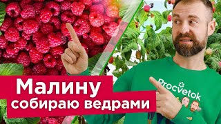 ХОТИТЕ КРУПНУЮ И СЛАДКУЮ МАЛИНУ? Проведите эти работы в АПРЕЛЕ, и урожай будет некуда девать!