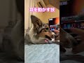 新技覚えた！ボーダーコリー bordercollie ボーダーコリー 犬