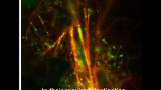 "Sweet Home Apparatus" - the ultimate Golgi music video