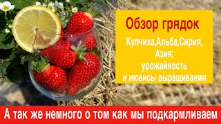 Обзор грядок клубники :сорт Купчиха,Альба,Сирия,Азия.Немного о том как мы подкармливаем клубнику.