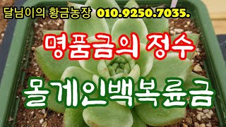 6월12일.일. 명품금의 정수~몰게인백복륜금~