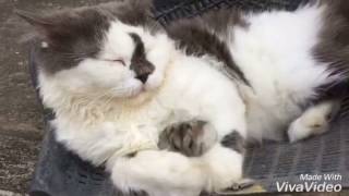 Cat enjoys naps with friend mouse