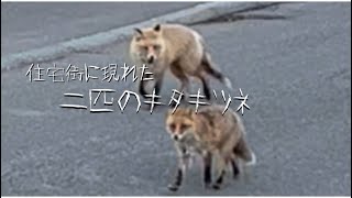 キタキツネ現る/何してるの/泣き声が意外