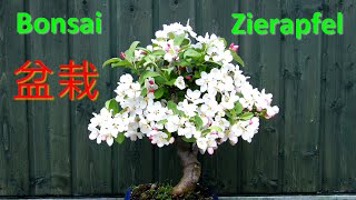 Zierapfel-Bonsai - Malus spec.