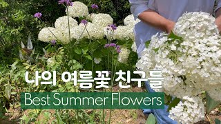 한국의 장마철을 이기는 아름다운 여름꽃 | 장마철에도 뽀송뽀송 잘 자라는 꽃들 | Summer Garden