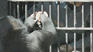 [Gorilla 1-minute video # 30] Kintaro was born 💗 The keeper is Gentaro's mom [Kyoto City Zoo]