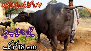 براہِ راست چوائ پیورنیلی کی دوجن بھینس برائےفروخت24دسمبر2024 | Pure Nilli Buffalo for Sale