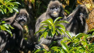 Gaoligong Mountain Series | Episode 3: Phayre's Leaf Monkey