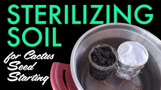 How to Sterilize Soil for Cactus Seed Starting (pressure cooker \u0026 microwave oven)