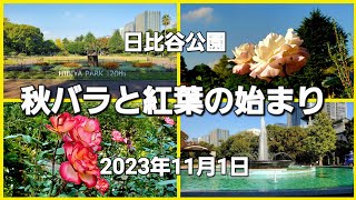 日比谷公園 秋バラと紅葉の始まり(2023年11月1日)