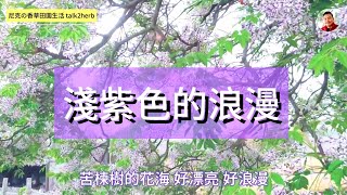 淺紫色樹海｜金鈴子 / 紫花樹 / 苦楝 / 楝樹｜有機栽培用的苦楝油是另外一種植物喔｜跟著尼克去兜風07