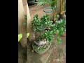 20 years old ficus bonsai