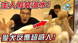 主人假裝意外溺水！狗狗的反應會是！？『愛犬神救援』【希露弟弟啃雞腿】比熊 貴賓 Bichon Frise Poodle