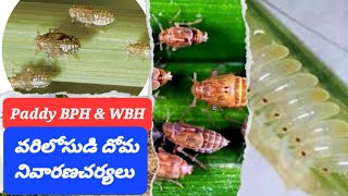 Paddy BPH \u0026 WBH | Hopper Burn | వరిలో సుడి దోమ | వరి పంటలో దోమపోటు నివారణ జాగ్రత్తలు #bph #wph #వరి