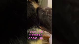 シェパードが好きすぎるとこうなる（笑）#シェパード  #大型犬  #ジャーマンシェパード  #Shorts