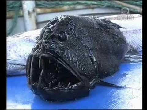 Paranormal Creatures Youtube