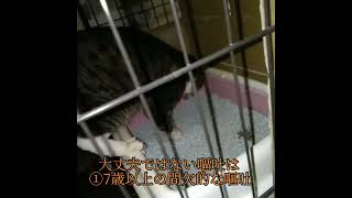 【閲覧注意】猫の嘔吐🤮💦