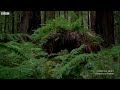 natural forest sounds – asmr our green planet bbc earth