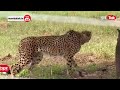 kuno national park namibia येथून भारतात आणलेल्या sasha या मादी cheetah चा मृत्यू pm modi