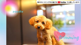 Dalude トリミング【Today's guest　プードル　むぎ】