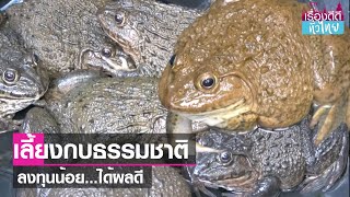 เลี้ยงกบแบบธรรมชาติ ลงทุนน้อย ได้ผลดี  | เรื่องดีดีทั่วไทย | 29-6-66