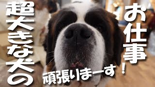 超大きな犬が大金を稼ぐ！？　今回の案件は大きさに見合う額がもらえるのか？　底辺ペット系ユーチューバーのリアル　セントバーナードと保護猫とペキニーズ　ドギーボックス　Saint Bernard