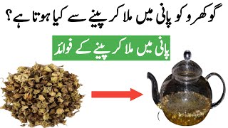 Gokhru Ke Fayde | Benefit Of Gokhru In Urdu