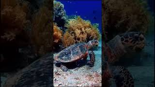 Underwater Ambience, Deep Relaxing Music, Sleeping Music, Meditation Music 🐠 Relaxing Sounds