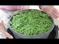 growing watercress from seeds in the pot