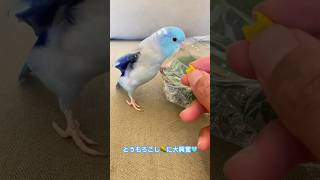 とうもろこし🌽に大興奮なインコ #マメルリハインコ #インコ #豆太