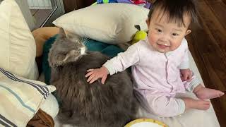 赤ちゃんには触られても怒らない猫　ノルウェージャンフォレストキャットA cat that doesn't get angry even when touched by a baby.