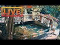 🔴 Zoo Cafe · Feed the Fish LIVE!