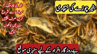 Batair Hatchery In Lahore | Batair Farming Business Idea 2025