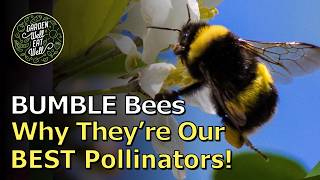 Why BUMBLE Bees Are Truly Our BEST Pollinators! But They Need Our Help