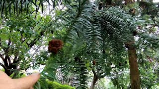 Jodła chińska (Cunninghamia lanceolata)